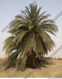 Photo Reference of Palm Tree0008